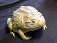 The Natural History and Care of the African Bullfrog