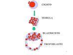 File:<b>Blastocisto</b>.jpg