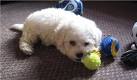 Bichon Frise Photos Pictures Bichon Frises