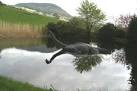 NH5130 : Doubt no more! near to Drumnadrochit, Highland, Great Britain - via Daymix