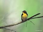 Little Birds