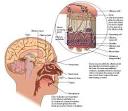Smell - humans, body, process, animals, system, air, cells ... 