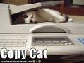Copy Cat - Lolcats - Funny Pictures of Cats - I Can Has Cheezburger?