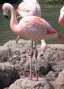 Chilean Flamingo: The Animal Files
