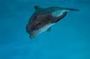 Dolphin Tale