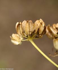 Attēlu rezultāti vaicājumam “Laserpitium latifolium bud”