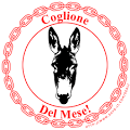 coglione