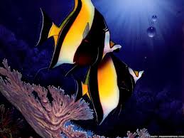  2013 beautiful fishes wallpapers 