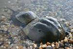File:Limulus polyphemus1.jpg - via Daymix
