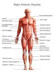 Major <b>Muscles</b> on the Front of