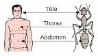 File:Abdomen-head-<b>thorax</b>-fr.