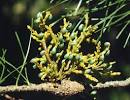 Connection - <b>Viscaceae</b>