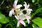 Flower Picture: Honeysuckle Flower