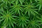 cannabis pronunciation