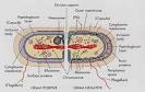 Gram positive bacteria