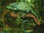 reptiles 