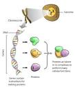 The Science Creative Quarterly » THE HUMAN GENOME PROJECT: THE ...