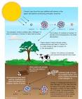 The half life for Carbon-14 is