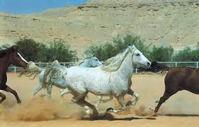 تاريخ الحصان العربي في العالم Images?q=tbn:ANd9GcR6JLENYmtvAfasFwlLnRal90QsDDhvZzx1378HO1jmt8fjqvKy
