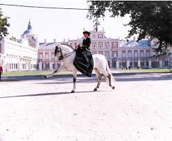 PRE Horses for Sale \u0026gt; PRE Horse Classifieds \u0026gt; Marisol Lopez Candel - 87-2
