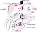 <b>Toxic hepatitis</b>