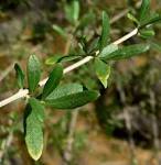 File:<b>Guaiacum</b> angustifolium 1.