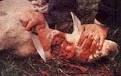 Tripura bans animal slaughter in open places | Health / Medicine