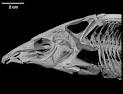 Digimorph - Conorhynchos conirostris (
