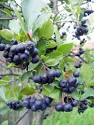 Photo Gallery: aronia melanocarpa 1 | About-