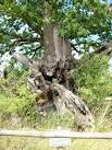 For details of this tree see TL8161 : Tea Party Oak, Ickworth Park. - via Daymix