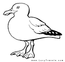 Seagull coloring page