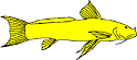 Astroblepidae • Cat-