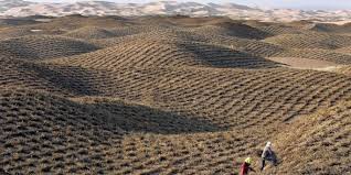 GTZ-Expertin Anneke Trux will Bauern vor Ort helfen. Biologosche Barrieren sollen die voranschreitende Desertifikation aufhalten. Bild: dpa