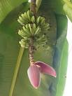 Bananas don't grow on trees but on a rhizome according to RHS Wisley. - via Daymix