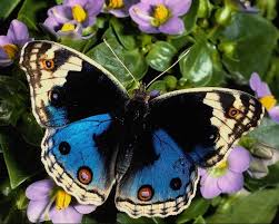 images?q=tbn:ANd9GcR7GH6wxXxff_7lG6kNHRx5vuBN4f2gGSXh2AXbVzGO2EdfqUJC