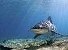 Bull Sharks - Bull Shark Pictures - Bull Shark Facts - National ...