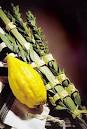 Etrog Sets: Arba Minim, Lulav, Esrog, Hadassim, and Aravot | PRLog