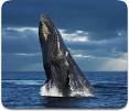 Whales