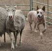 Australian Cattle Dog - Wikipedia, the free encyclopedia