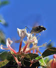 SC1968 : Hummingbird Hawk Moth - via Daymix
