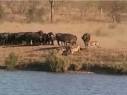 South African Safari Sighting – Battle at Kruger | Kruger Park ...