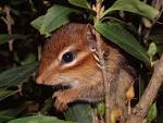 <b>Mammals</b> First Place. <b>Mammals</b>