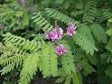 Indigofera tinctoria