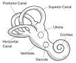 File:Balance Disorder Illustration A.png - Wikipedia, the free ...