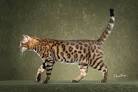 File Bengal cat 6jpg   Dogs and Cats Wiki