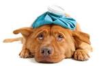 The Daily Bark    Blog Archive    Sick As A Dog  Tips on Boosting