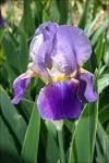 Bearded Iris | Steve's Genealogy Blog