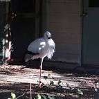 Regnum:Animalia Phylum|:Chordata Classis:Aves Ordo:Ciconiiformes - via Daymix