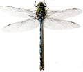 Dragonflies