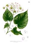 File:Kleinhovia hospita Blanco2.328.png - Wikipedia, the free ...